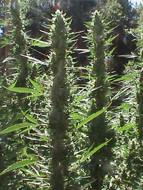 Information on Sativa Cannabis Strains Here