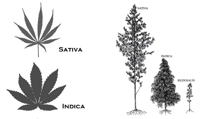 indica-vs-sativa-02-06-191-690x400